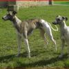 Dentzel LEWHIPPET